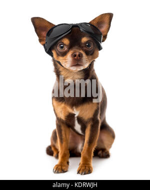 Chihuahua vor einem weißen Hintergrund sitzen Stockfoto