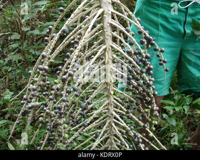 Mann, acai Berry Bündel im Dschungel Stockfoto