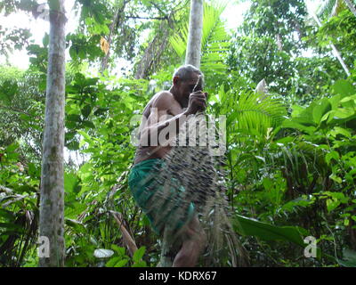 Mann absteigend acai Baum holding Acai Berry Bündel im Dschungel Stockfoto