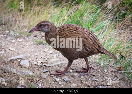 Ein Weka (Gallicolumba australis) in Marlborough Sounds, Neuseeland Stockfoto