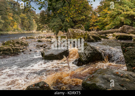 Teesdale Landschaft, die Sitzung der Gewässer - Die confuence der Flüsse Greta und T-Stücken an Rokeby, in der Nähe von Barnard Castle, Großbritannien im Herbst Oktober 2017 Stockfoto