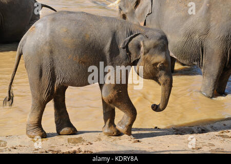 Elefant Kalb in freier Wildbahn Stockfoto