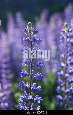 Nahaufnahme einer blühenden Lupinen Blume zu einer Wiese voller Lupinen in Finnland im Sommer. Stockfoto