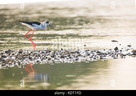 Black-necked Stelzenläufer himantopus himantopus, in Fluss Guadiana, Badajoz, Extremadura Stockfoto