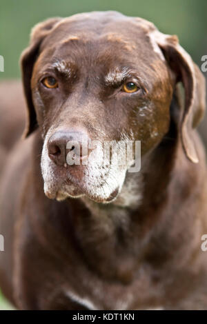 Zwölf Jahre alten Senior chocolate Labrador, weimararner Kreuz Rasse. Stockfoto