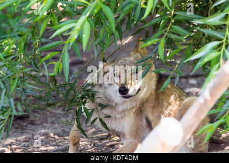 Weibliche polar wolf gerettet aus der Falle, für immer links Lame Stockfoto