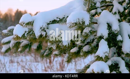 Weihnachtsbaum unter dem Schnee. Ein Zweig eines Weihnachtsbaums mit Wassertropfen. Winterlandschaft. Kiefernzweig unter Schnee. Baumzweige mit Kegeln unter dem Schnee im Winter Stockfoto