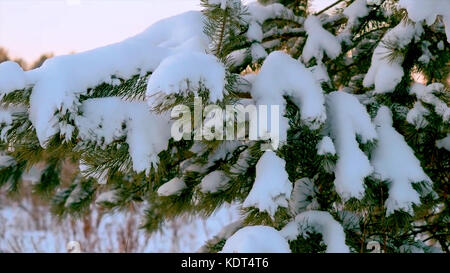 Weihnachtsbaum unter dem Schnee. Ein Zweig eines Weihnachtsbaums mit Wassertropfen. Winterlandschaft. Kiefernzweig unter Schnee. Baumzweige mit Kegeln unter dem Schnee im Winter Stockfoto