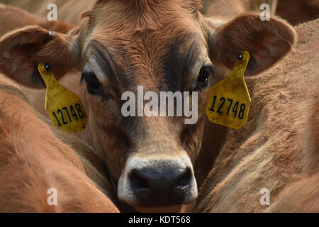 Kalb, Tags in die Ohren und die Nahaufnahme von Kopf stehend zwischen Sonstige Kühe Stockfoto