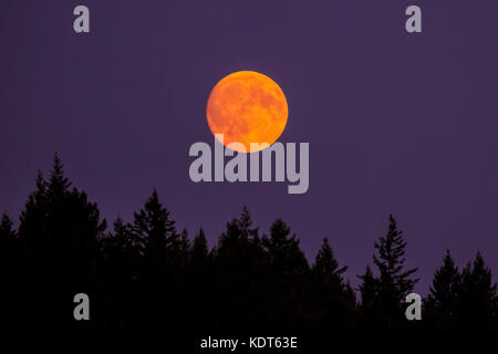 Der volle Mond erhebt sich über einem Wald in Silhouette östlich von Golden in British Columbia, Kanada. Stockfoto