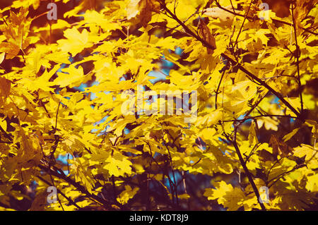 Gelb Herbst Blätter an den Bäumen. gelb natürlichen Hintergrund. Stockfoto