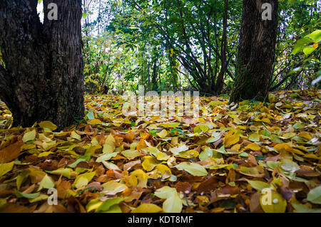Herbst Park. gelbe Blätter auf dem Boden. die Stämme der Bäume Das abgefallene Laub. Hintergrund Textur der gelben Blätter Herbst Blatt Hintergrund Stockfoto