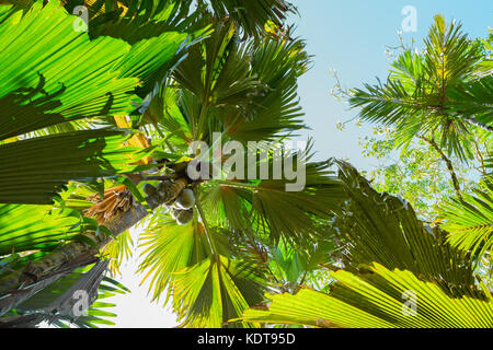 Ein Blick von Unten nach Oben auf die Coco de Mer Palmen. Das Vallee de Mai Palm Wald, Insel Praslin, Seychellen. Stockfoto