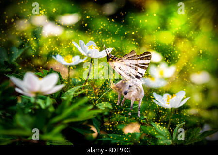 White Fairy Einhorn mit Schmetterlings Flügel auf dem Blühen anemone Blüte im Frühjahr Wald. Realistisches Märchen magische Manipulation Stockfoto