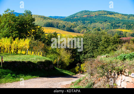 Schönen Herbst in den Weinbergen im Elsass in der Nähe von Saint Hippolyte Stockfoto