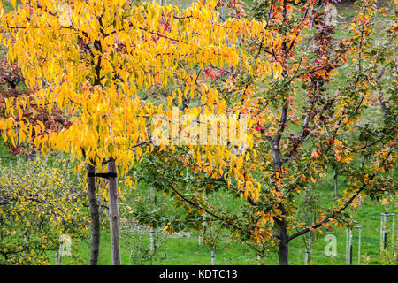 Herbstlaub auf Bäumen im Obstgarten, Stockfoto