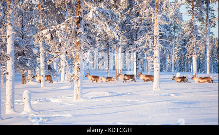 Rentiere nach dem Führer. Sonnige arktischen Winter Tag. Stockfoto