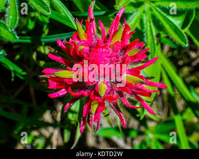 Magenta Indian Paintbrush castilleja parviflora wildflower Mount Rainier National Park paradise Pacific Northwest Washington State Stockfoto