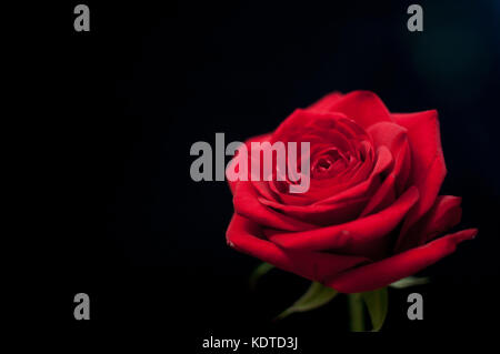 Single red rose auf schwarzem Hintergrund hervorgehoben Stockfoto