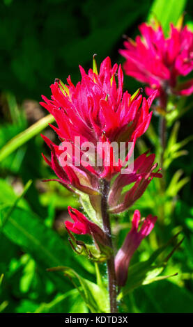 Magenta Indian Paintbrush castilleja parviflora wildflower Mount Rainier National Park paradise Pacific Northwest Washington State Stockfoto