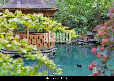 Sommer bunte Landschaft mit Gartenteich, Pavillon aus Holz auf der Insel, Black Swan und Wild Duck. Stockfoto