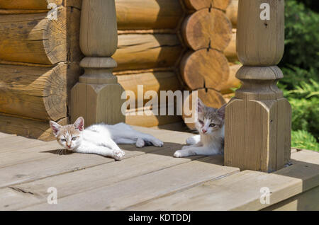 Cute mongrel Kätzchen auf dem Haus Veranda im Freien Stockfoto