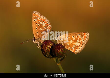 Gewöhnliche blaue und braune Argus-Schmetterlinge Stockfoto