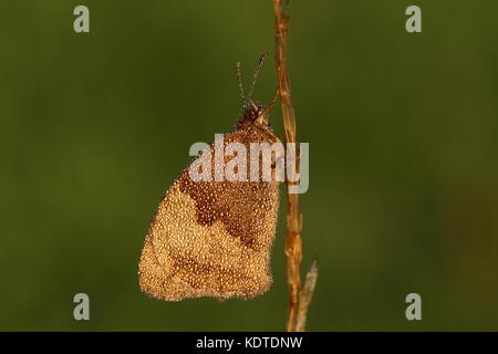 Rauchender brauner Schmetterling aus Meadow Stockfoto