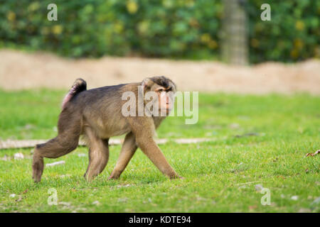 Golden bauchige mangabey Affen im Zoo, Tier leben Stockfoto