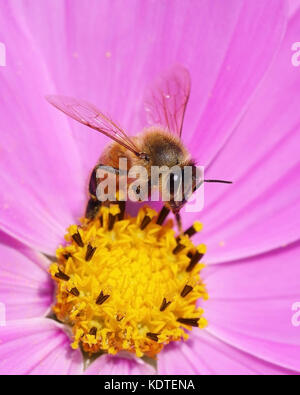 Biene auf Rosa und Gelb cosmos Blume Stockfoto