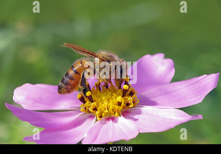 Biene auf Rosa und Gelb cosmos Blume Stockfoto