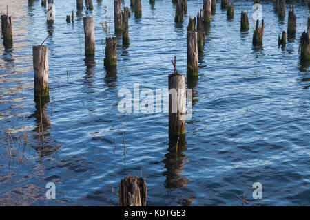 Abstraktes Bild von Holz-pilings einmal verwendet einen Lachs cannery auf der Fraser River in Vancouver Unterstützung Stockfoto