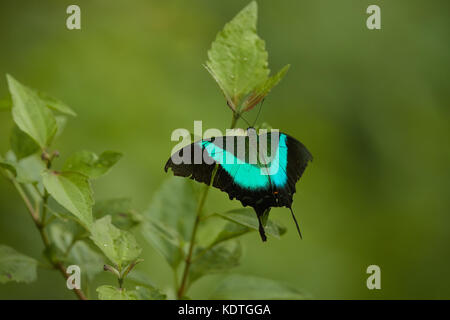 Papilio demolion, die Gemeinsame gebändert Pfau, ist eine Pflanzenart aus der Gattung der Schwalbenschwanz (Papilionidae) Schmetterling in Teile des Indischen Subkontinents gefunden, Stockfoto
