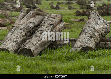 Holzschnitt auf dem Betriebshof des Protokolls und zum Verkauf bereit. Stockfoto