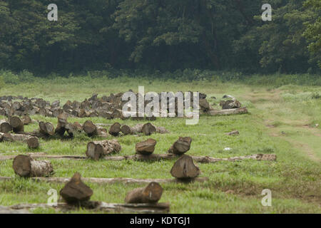 Holzschnitt auf dem Betriebshof des Protokolls und zum Verkauf bereit. Stockfoto