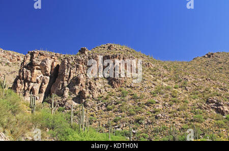 Berg von Saguaro auf dem Mount Lemmon in Tucson Arizona Stockfoto