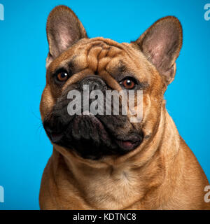 Französische Bulldogge Welpe, 4 Monate alt, vor blauem Hintergrund Stockfoto