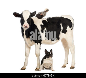 Kalbfleisch, 8 Monate alt, stehend mit einem polnischen Huhn stehend auf dem Rücken und eine französische Bulldogge unter ihm vor weißem Hintergrund sitzen Stockfoto