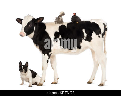 Kalbfleisch, 8 Monate alt, stehend mit einem polnischen Huhn und Henne lag auf dem Rücken und eine französische Bulldogge unter ihm vor weißem Hintergrund sitzen Stockfoto