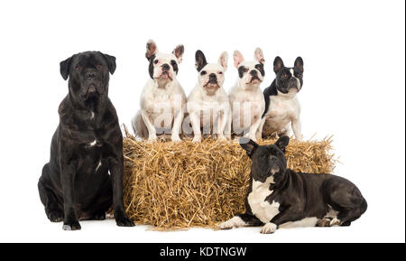 Französische Bulldoggen und Kreuzungen Sitzen und Liegen auf und neben einem Strohballen, isoliert auf weißem Stockfoto