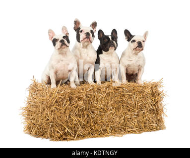 Französische Bulldoggen sitzen auf einem strohballen vor weißem Hintergrund Stockfoto