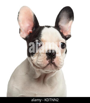 Close-up eine französische Bulldogge Welpen weg schauen Stockfoto