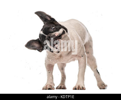 Französische Bulldogge (3 Jahre alt) schütteln Stockfoto