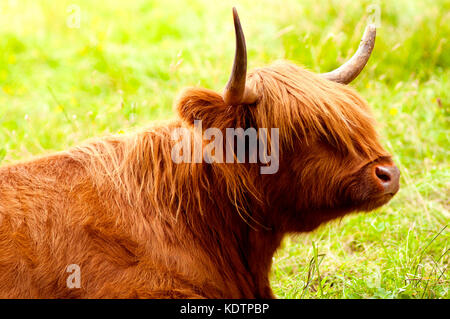 Ein Highland Cattle, entspannen in einem Feld. Stockfoto