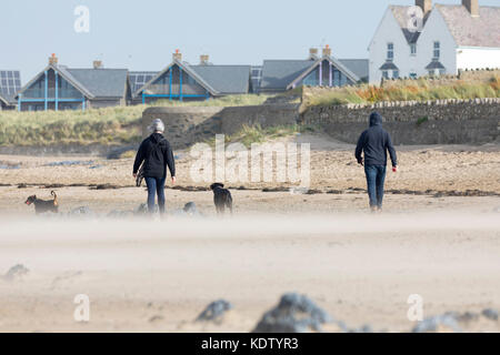 Anglesey, Wales. 16 Okt, 2017. UK Wetter. Wie prognostiziert mit Gelb und Gelb und die gefährlichere rote Warnungen, die durch die Met Office beginnt landfall Hurrikan Ophelia wird zu den meisten westlichen Teilen des Vereinigten Königreichs einschließlich Wales Sturm Wetter und Meer bringen Überspannungen wie dieses Paar ihre Hunde auf Rhosneigr Strand auf Anglesey mit Blasen Sands und starke Winde entdeckt Stockfoto