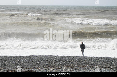 Aberystwyth, Wales, UK. 16 Okt, 2017. UK Wetter: Sturm Ophelia in Aberystwyth, Wales, Großbritannien, Großbritannien, Europa. Starke Winde in der Irischen See kommen, mit Böen bis zu 70 mph, Teig die Cardigan Bay Stadt Aberystwyth, Ceredigion, West Wales. Das Met Office hat Amber Warnungen für die Region als Überreste von Hurrikan Ophelia erreichen Großbritannien ausgestellt. Einen Zauber der sehr windigen Wetter ist heute in Verbindung mit ex-Ophelia erwartet. Längere Fahrzeiten und Stornierungen sind wahrscheinlich, wie Straße, Schiene, Luft- und Fährverbindungen können betroffen als auch Brücke Verschlüsse. Credit: Paul Quayle/Alamy leben Nachrichten Stockfoto