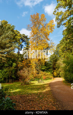 Westonbirt Arboretum, Gloucestershire, Vereinigtes Königreich. 16 Okt, 2017. Westonbirt National Arboretum in der Nähe von Tetbury, Gloucestershire, im Südwesten von England, UK. 16 Okt, 2017. Blick auf typische Gelb Herbst Farben von Carya ovata, die shagbark Hickory, auf Anzeige an Westonbirt Arboretum in der Nähe von Tetbury, Gloucestershire, UK gesehen. Credit: Graham Prentice/Alamy leben Nachrichten Stockfoto