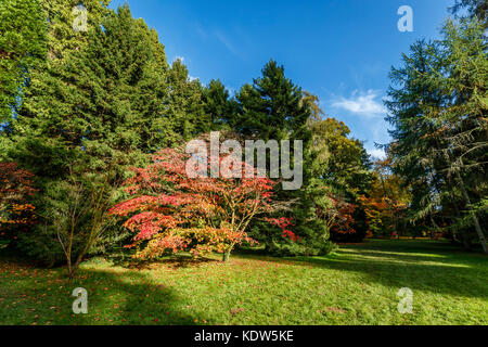 Westonbirt Arboretum, Gloucestershire, Vereinigtes Königreich. 16 Okt, 2017. Westonbirt National Arboretum in der Nähe von Tetbury, Gloucestershire, im Südwesten von England, UK. 16 Okt, 2017. Blick auf typische Rot Herbstfarben der japanische Ahorne (Acer palmatum) in vollem Blatt auf der Westonbirt Arboretum in der Nähe von Tetbury, Gloucestershire, UK. Credit: Graham Prentice/Alamy leben Nachrichten Stockfoto