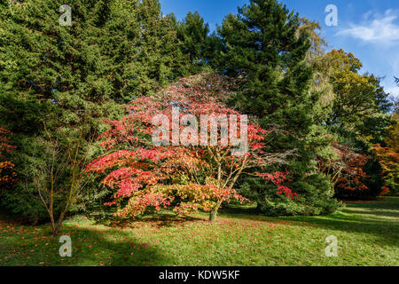 Westonbirt Arboretum, Gloucestershire, Vereinigtes Königreich. 16 Okt, 2017. Westonbirt National Arboretum in der Nähe von Tetbury, Gloucestershire, im Südwesten von England, UK. 16 Okt, 2017. Anzeigen von Schattierungen von rot Herbstfarben der japanische Ahorne (Acer palmatum) in vollem Blatt auf der Westonbirt Arboretum in der Nähe von Tetbury, Gloucestershire, UK. Credit: Graham Prentice/Alamy leben Nachrichten Stockfoto