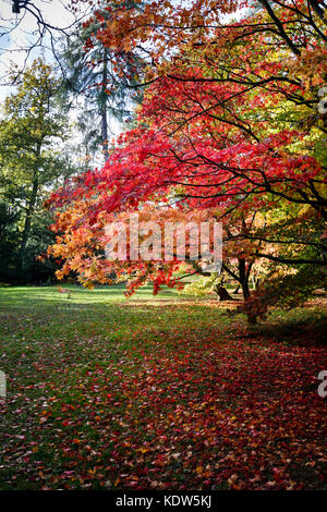 Westonbirt Arboretum, Gloucestershire, Vereinigtes Königreich. 16 Okt, 2017. Westonbirt National Arboretum in der Nähe von Tetbury, Gloucestershire, im Südwesten von England, UK. 16 Okt, 2017. Anzeigen von leuchtenden gelben und roten Herbstfarben der japanische Ahorne (Acer palmatum) in vollem Blatt auf der Westonbirt Arboretum in der Nähe von Tetbury, Gloucestershire, UK. Credit: Graham Prentice/Alamy leben Nachrichten Stockfoto